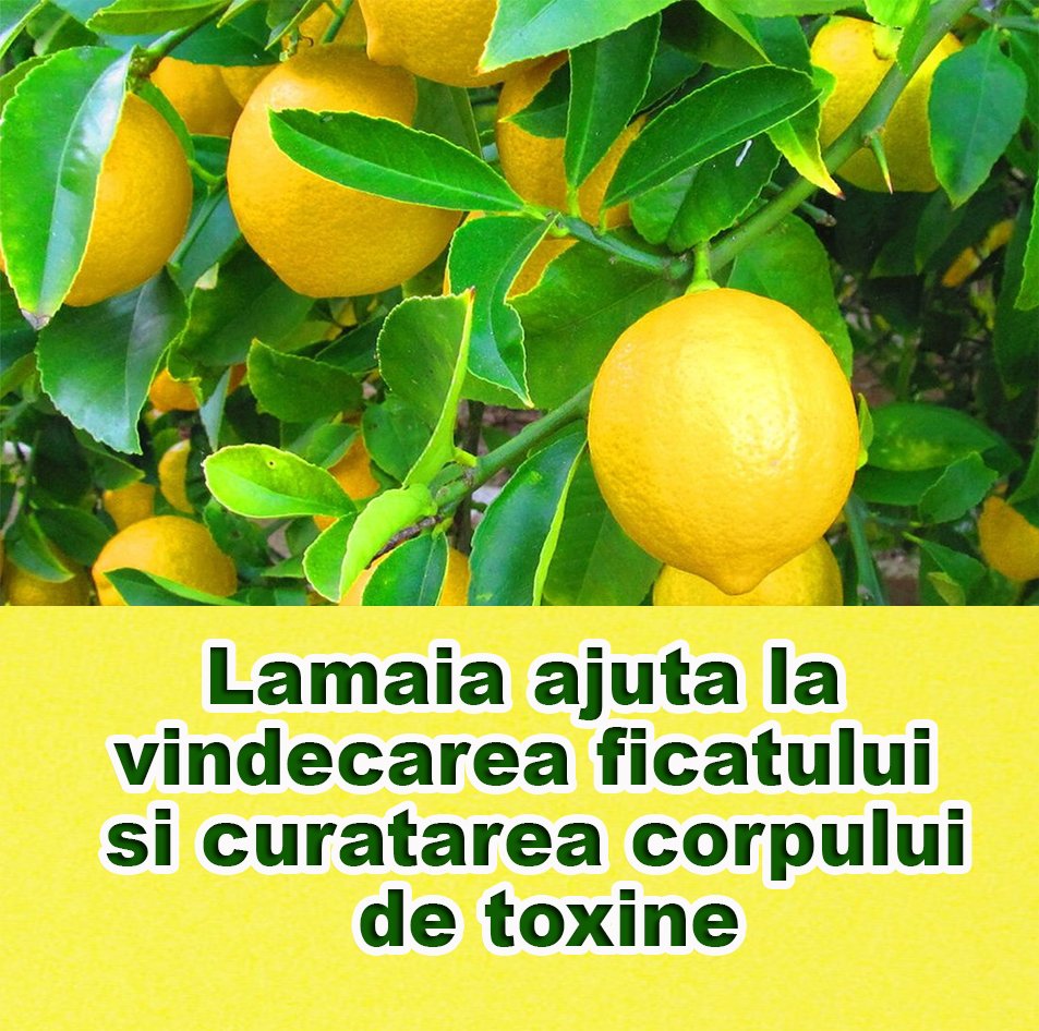 Lamaia protejeaza ficatul si curata corpul de toxine