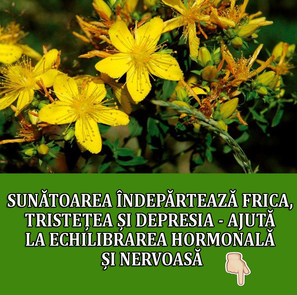 Sunatoarea, cel mai puternic antidot natural pentru Depresie si Anxietate