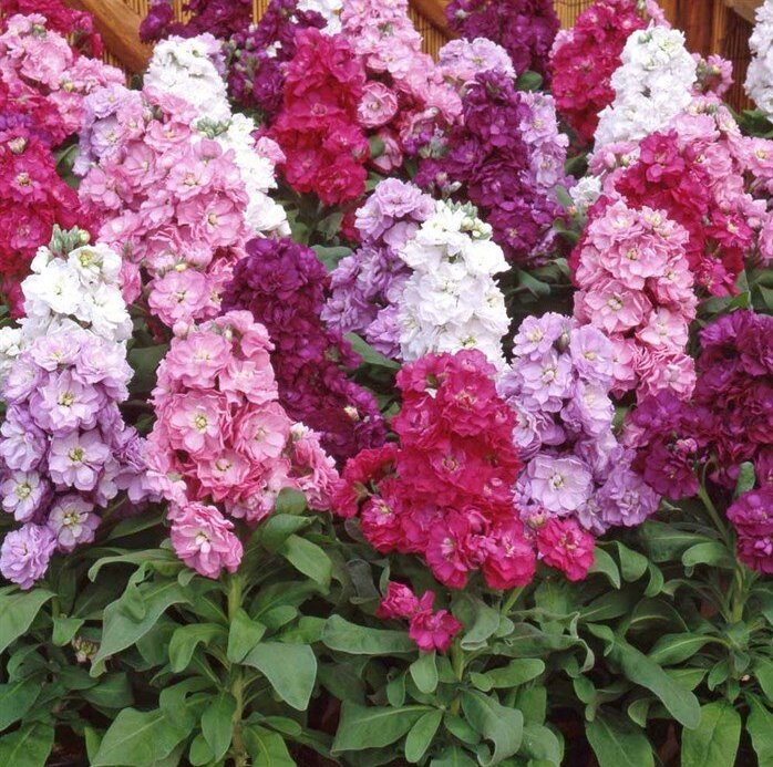 Muscatele nu mai sunt la moda. Aceste flori sunt la mare cautare