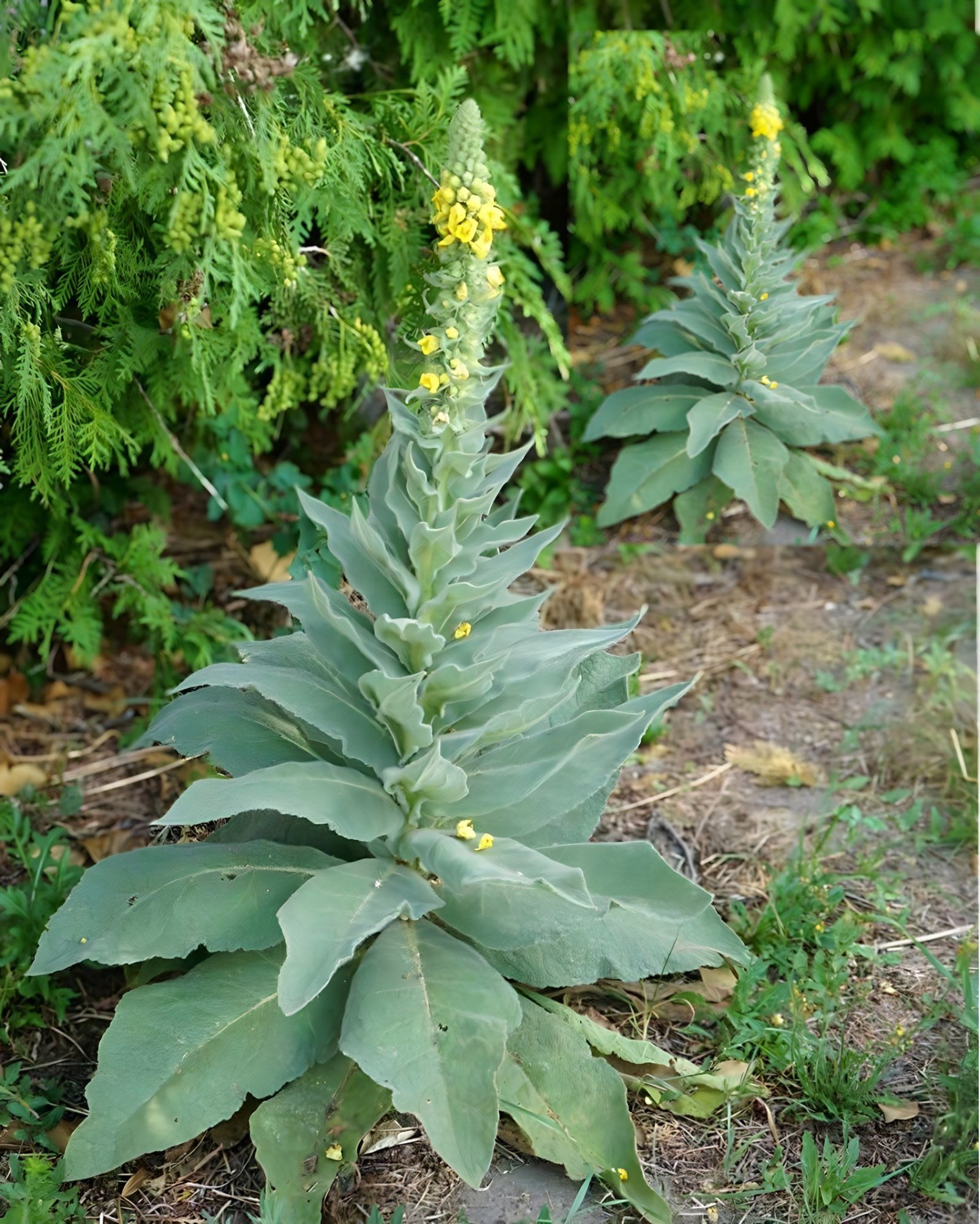 O plantă simplă, cu efecte extraordinare